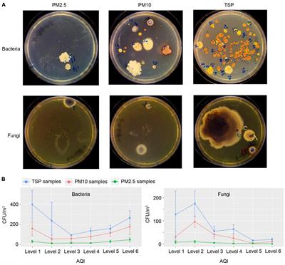 Isolation, Characterization, and Antimicrobial Activity of Bacterial and Fungal Representatives Associated With Particulate Matter During Haze and Non-haze Days